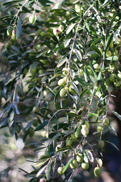 ABSA TOP 10 Olive Oils Intense Category