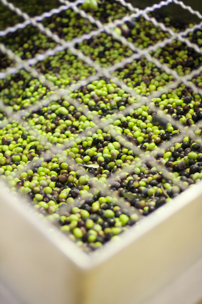 ABSA TOP 10 Olive Oils Intense Category