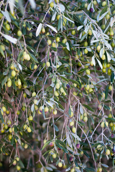 ABSA TOP 10 Olive Oils Intense Category