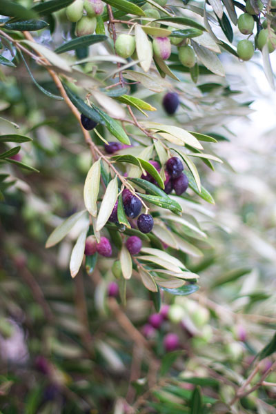 ABSA TOP 10 Olive Oils Intense Category