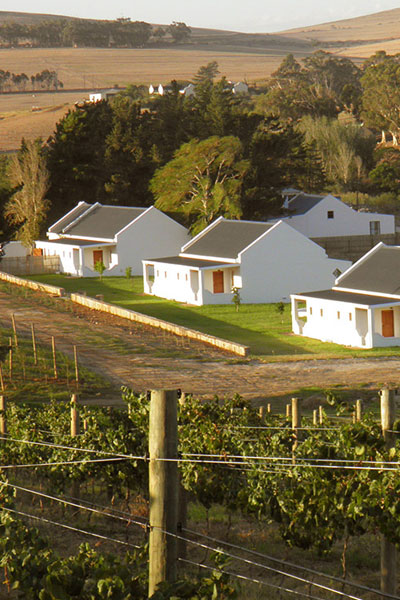 ABSA TOP 10 Olive Oils Medium Category Wilderkrans Estate