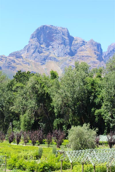 Long Sunday Lunch at Boschendal