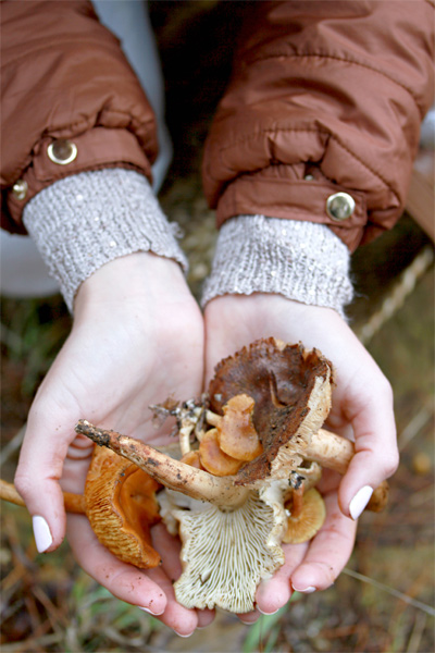 Delheim Mushroom Forage