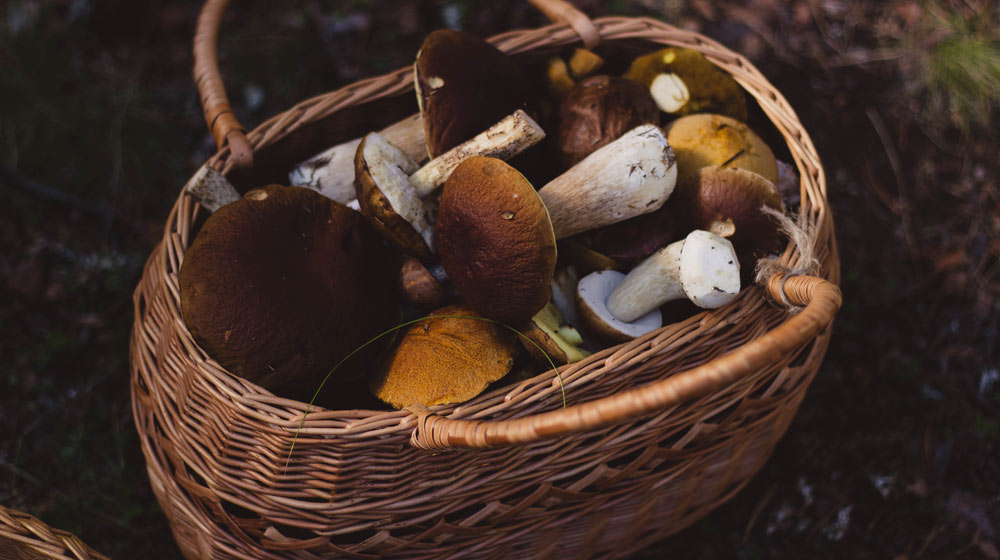 Delheim Mushroom Forage
