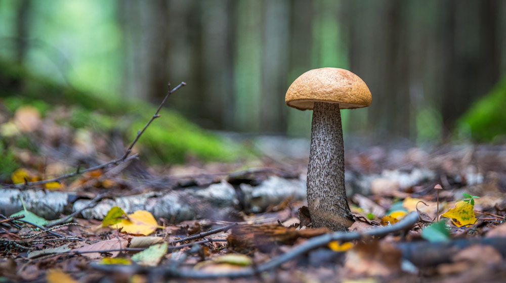Delheim Mushroom Forage