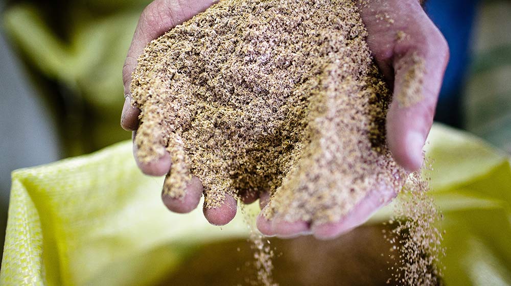 bio-wheat flour
