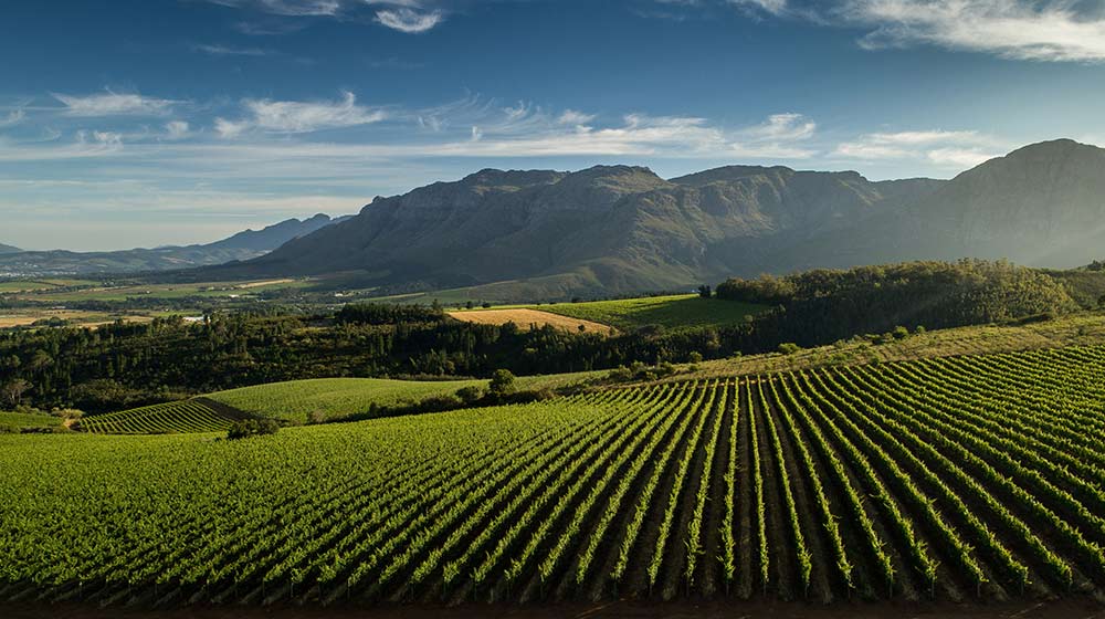 wine and biltong pairing