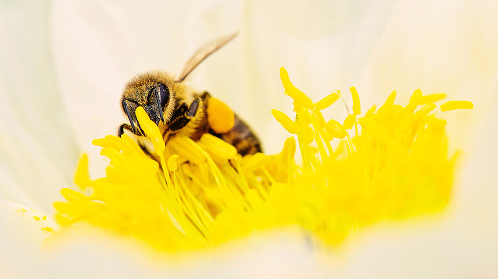 real honey
