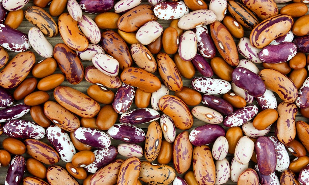 protein alternatives for vegans