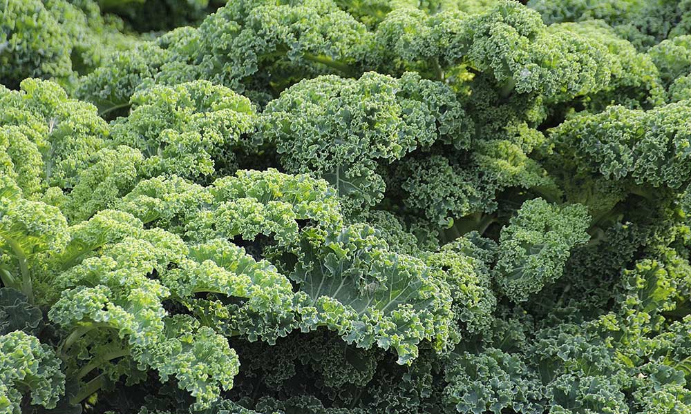 protein alternatives for vegans