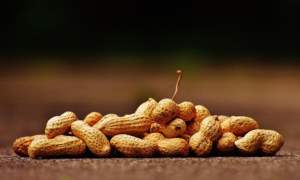 protein alternatives for vegans