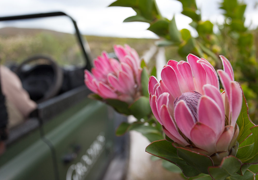 Grootbos Private Nature Reserve