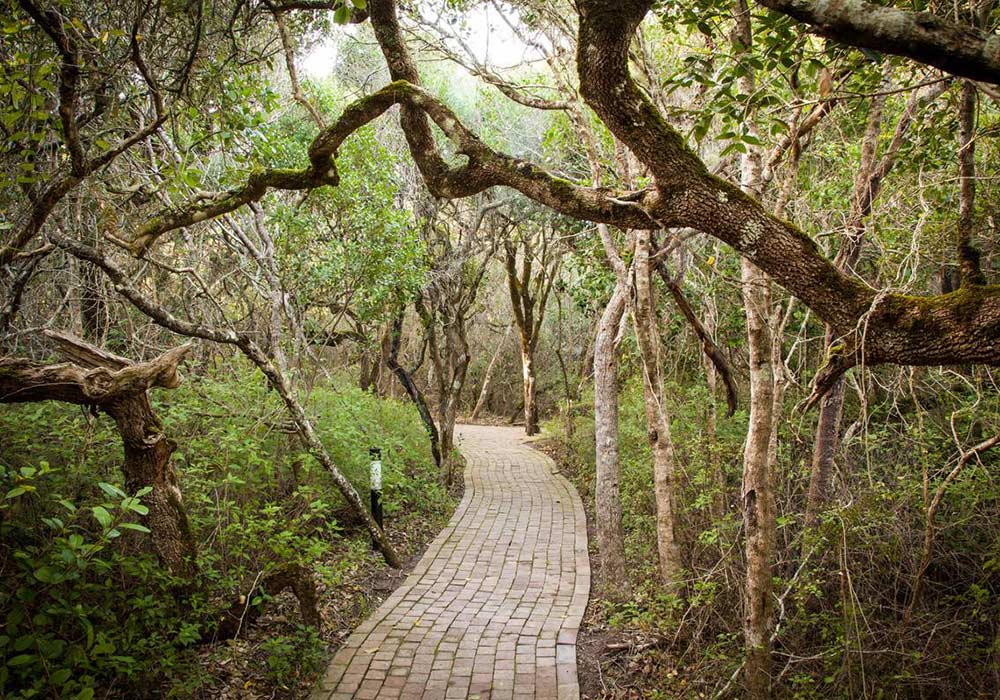 Grootbos Private Nature Reserve