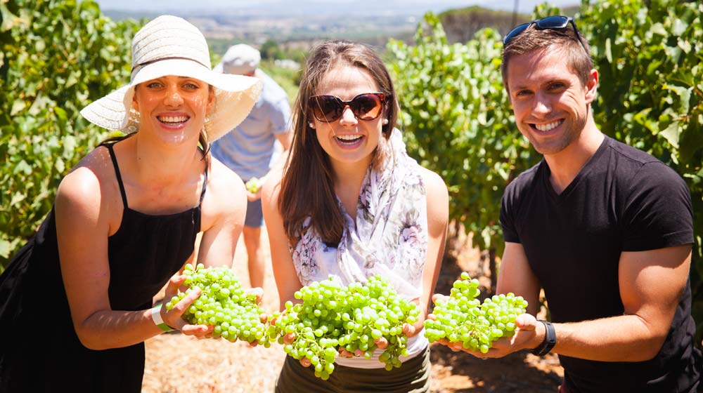 delheim grapes