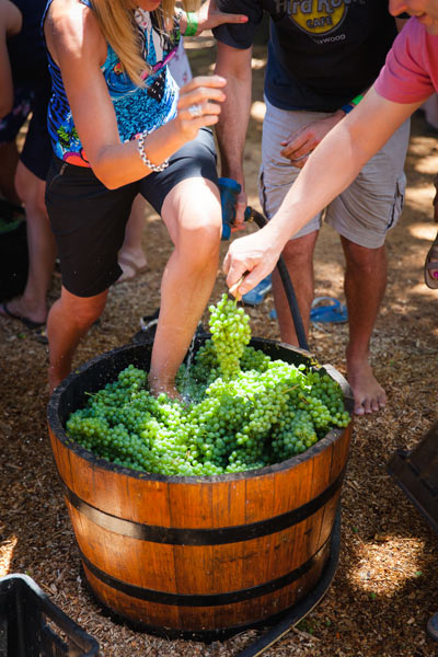 stomping grapes at Delheim Harvest Festival