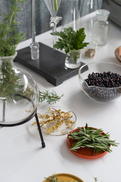 Hope's Immersive Tasting Room Gin botanicals table Hope's Immersive Tasting Room Gin botanicals table