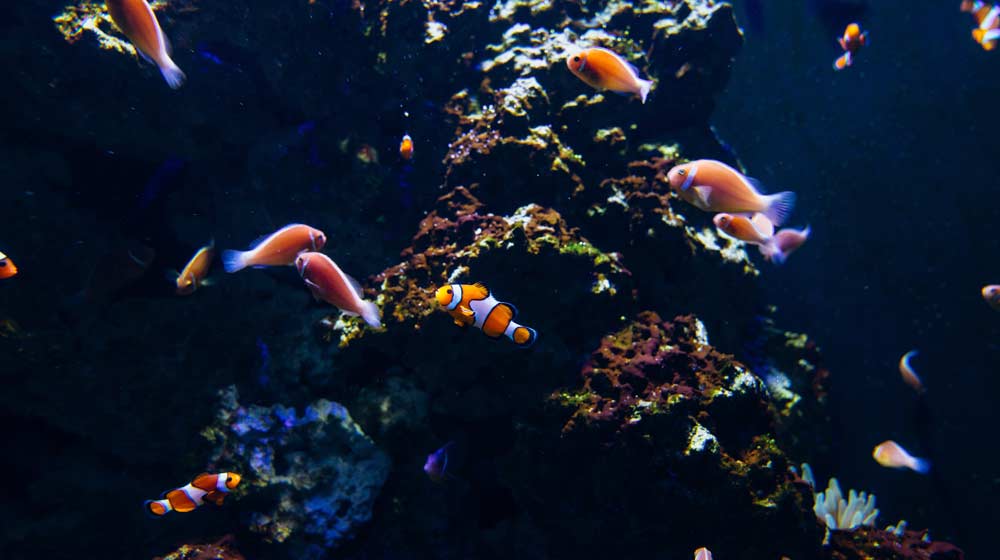aquarium fish