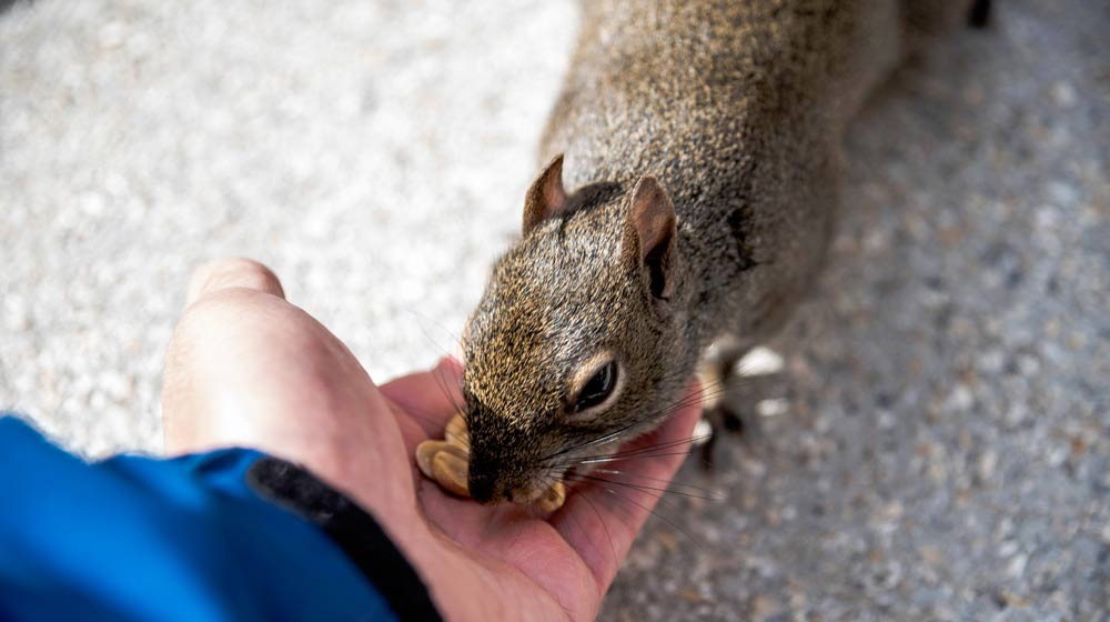 Feed the Squirrel