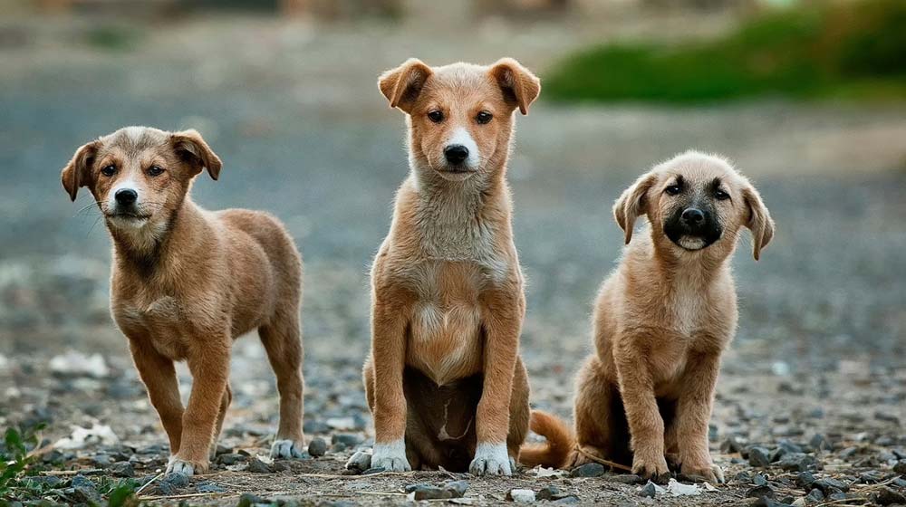 Dogs