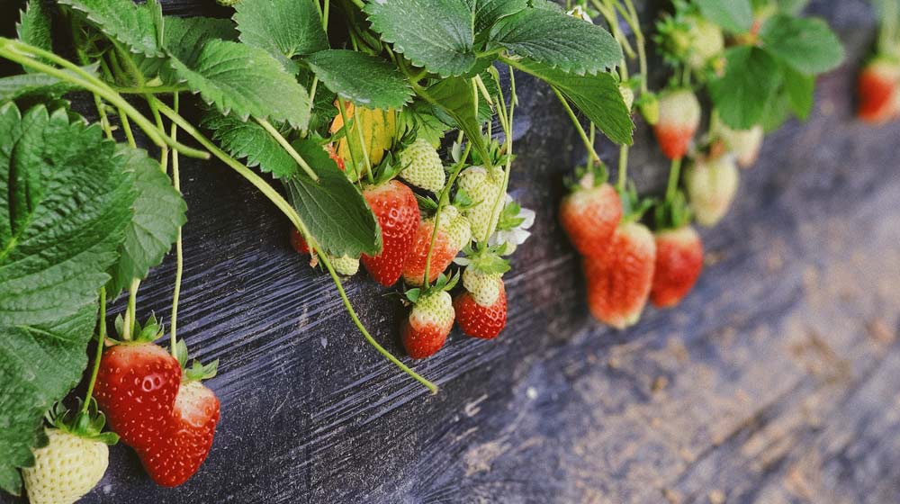 Strawberry Picking