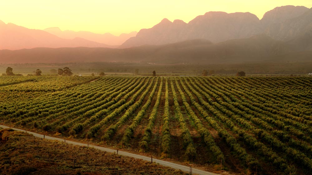 Willow Creek Olive Estate in Nuy Valley