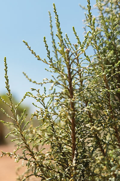 Wixworth Gin renosterbos ingredient Wixworth Gin renosterbos ingredient