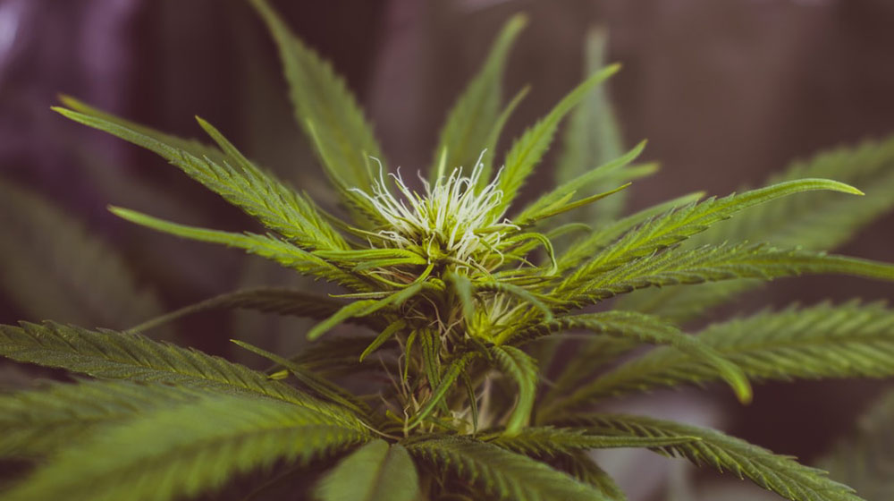 Food Trends of 2020 CBD infused