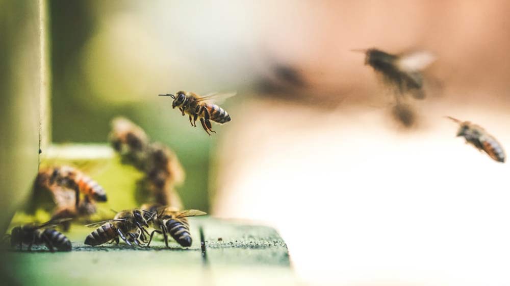 bees