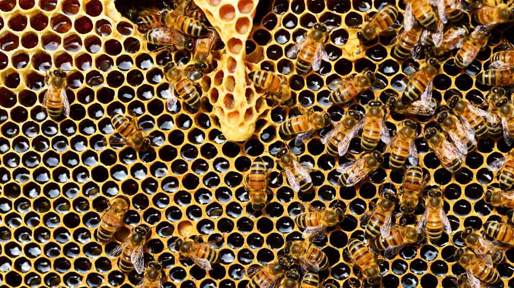 the effect of almond milk on bees
