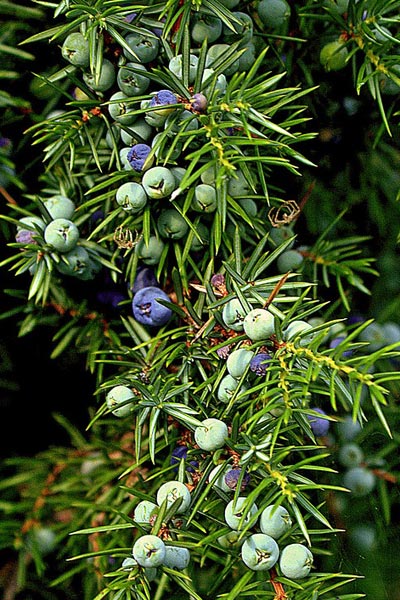 juniper berries juniper berries