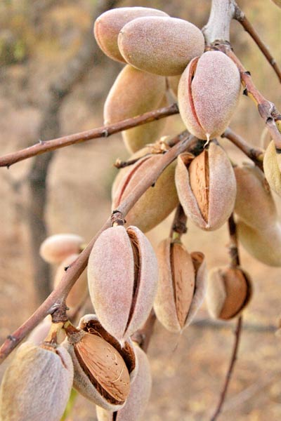 Nut Guide: Almond tree Nut Guide: Almond tree