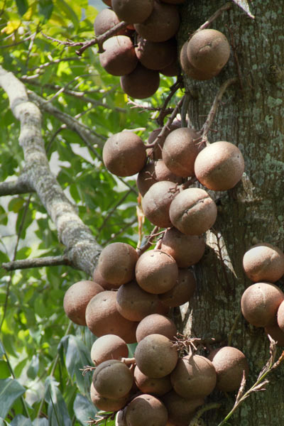 Nut Guide: Brazil Nut tree Nut Guide: Brazil Nut tree
