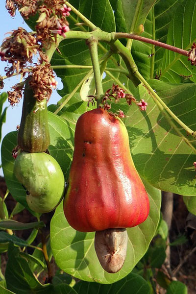 Nut Guide: Cashew nut on cashew apple Nut Guide: Cashew nut on cashew apple