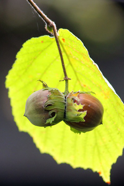 Nut Guide: Hazelnut tree Nut Guide: Hazelnut tree
