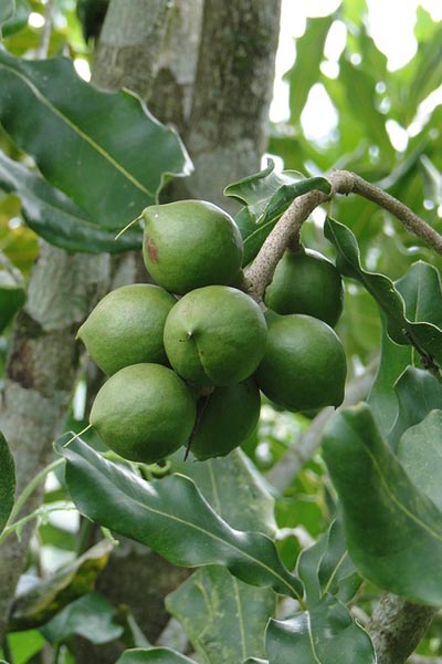 Nut Guide: Macadamia nut tree Nut Guide: Macadamia nut tree