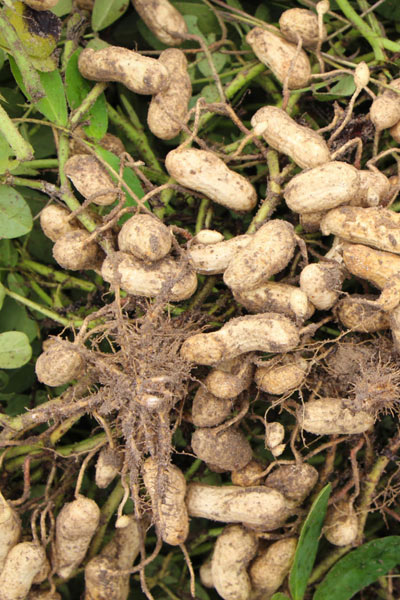 Nut Guide: Peanut roots Nut Guide: Peanut roots