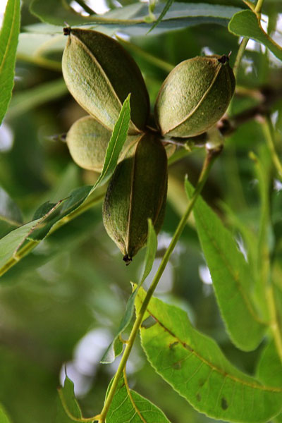Nut Guide: Pecan nut tree Nut Guide: Pecan nut tree