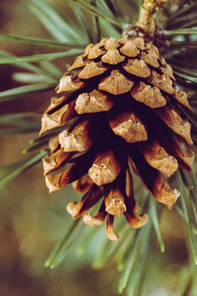 pinecone pinecone