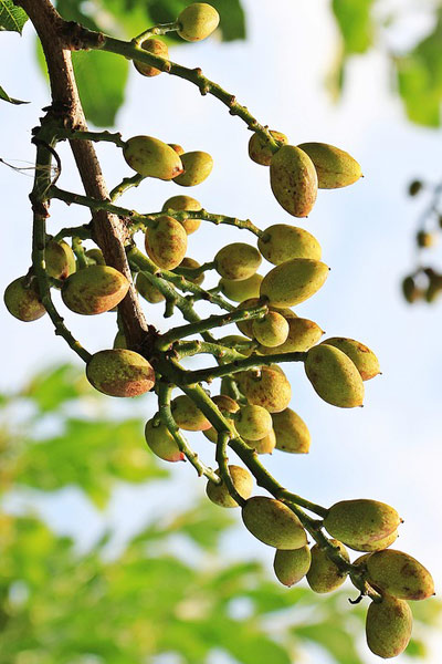 Nut Guide: Pistachio nut tree Nut Guide: Pistachio nut tree