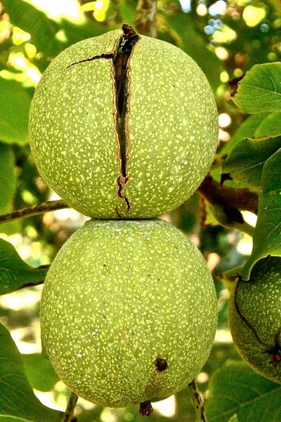 Nut Guide: Wanlut tree Nut Guide: Wanlut tree