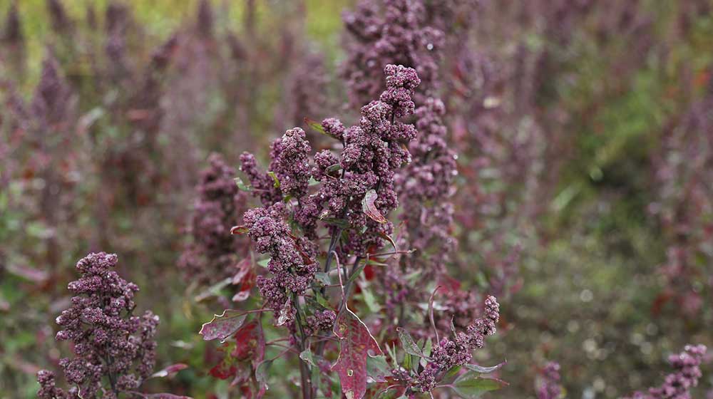 quinoa