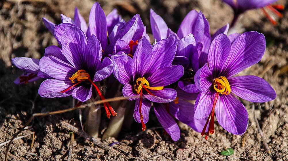 saffron