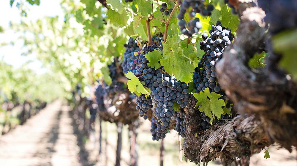 wine industry 