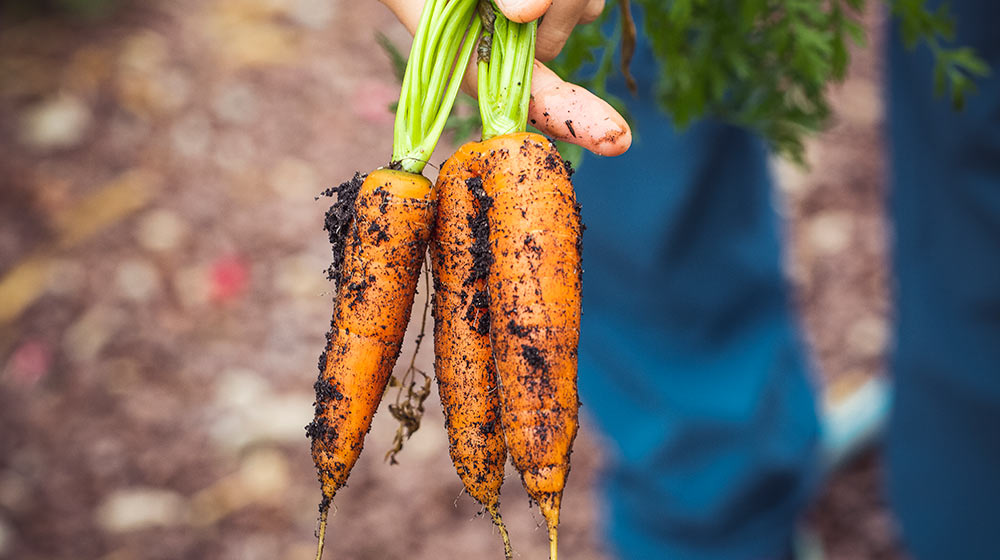 Food Garden