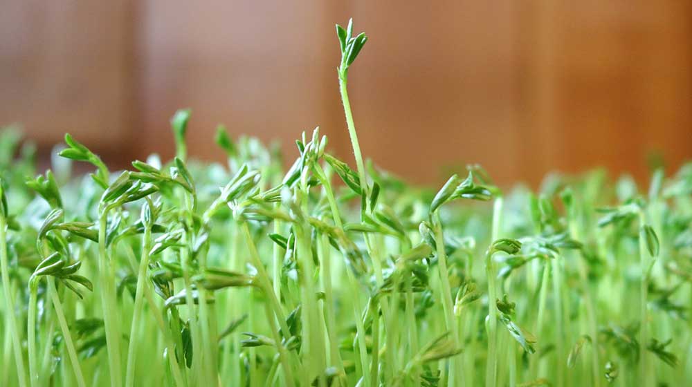 benefits of lentils