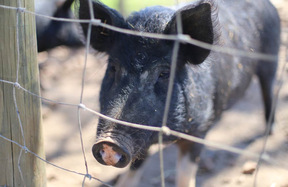 Higgeldy Piggeldy Farm Yard