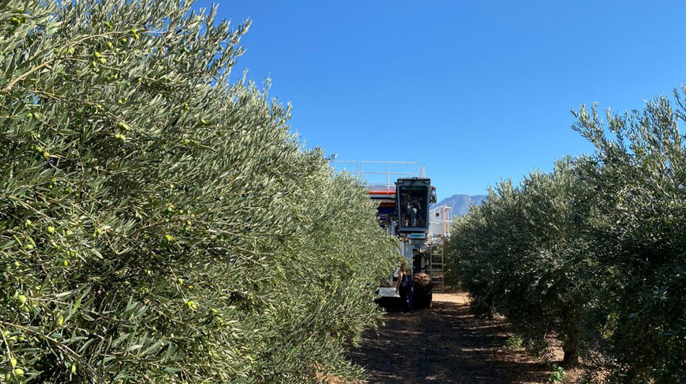 Harvesting olives at-Willow-Creek