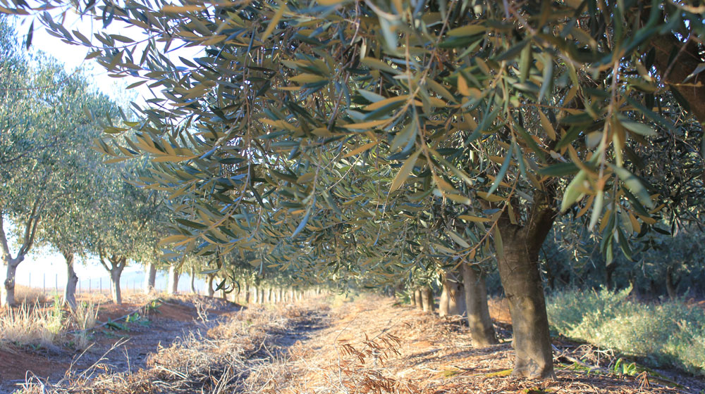 Trees at Willow CReek