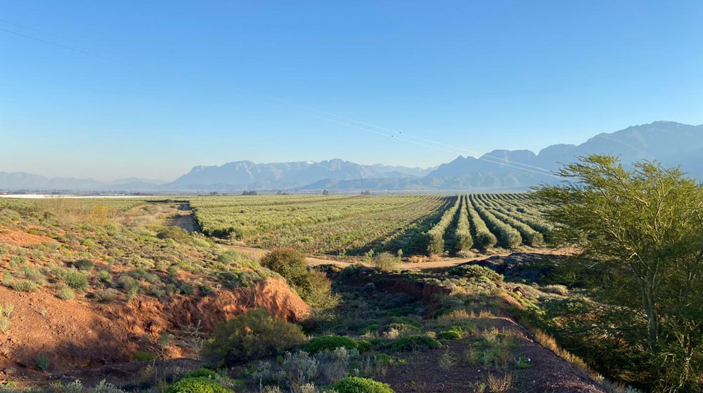 Harvesting olives at Willow Creek