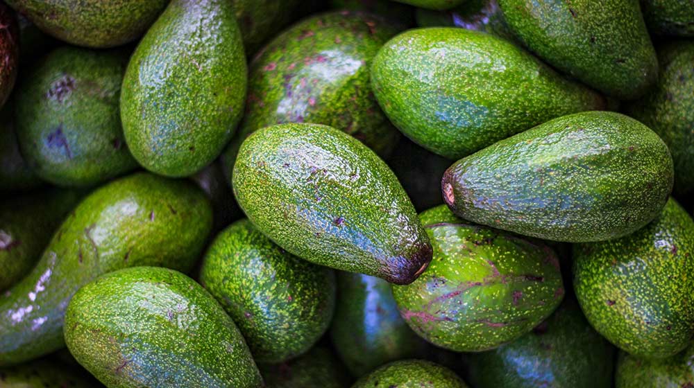 avo varieties